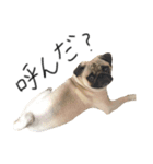 NO PUG NO LIFE その2（個別スタンプ：14）