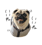 NO PUG NO LIFE その2（個別スタンプ：15）