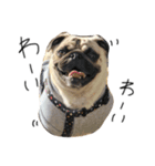 NO PUG NO LIFE その2（個別スタンプ：16）