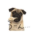 NO PUG NO LIFE その2（個別スタンプ：17）