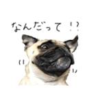 NO PUG NO LIFE その2（個別スタンプ：19）
