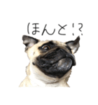 NO PUG NO LIFE その2（個別スタンプ：20）
