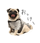 NO PUG NO LIFE その2（個別スタンプ：21）