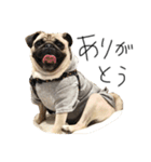 NO PUG NO LIFE その2（個別スタンプ：22）
