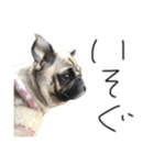 NO PUG NO LIFE その2（個別スタンプ：23）