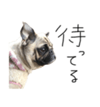 NO PUG NO LIFE その2（個別スタンプ：24）