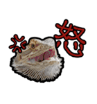 フトアゴヒゲトカゲの黒龍（個別スタンプ：4）