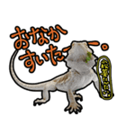 フトアゴヒゲトカゲの黒龍（個別スタンプ：12）
