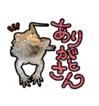 フトアゴヒゲトカゲの黒龍（個別スタンプ：14）