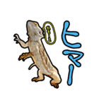 フトアゴヒゲトカゲの黒龍（個別スタンプ：15）