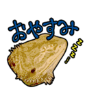 フトアゴヒゲトカゲの黒龍（個別スタンプ：19）