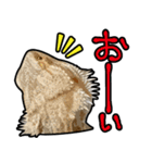 フトアゴヒゲトカゲの黒龍（個別スタンプ：31）