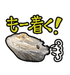 フトアゴヒゲトカゲの黒龍（個別スタンプ：33）