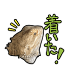 フトアゴヒゲトカゲの黒龍（個別スタンプ：34）