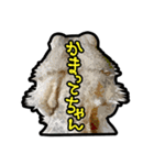 フトアゴヒゲトカゲの黒龍（個別スタンプ：37）