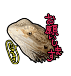 フトアゴヒゲトカゲの黒龍（個別スタンプ：38）