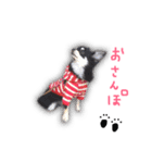 ぐりこ チワワ（個別スタンプ：7）