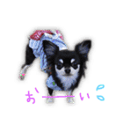 ぐりこ チワワ（個別スタンプ：23）