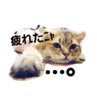 きよまろライフ（個別スタンプ：3）