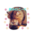 きよまろライフ（個別スタンプ：4）