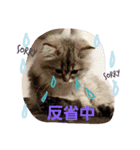 きよまろライフ（個別スタンプ：8）