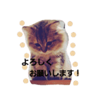 きよまろライフ（個別スタンプ：13）