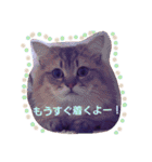 きよまろライフ（個別スタンプ：21）