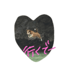 tiger is tiger（個別スタンプ：3）