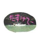 tiger is tiger（個別スタンプ：4）