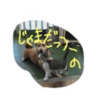 tiger is tiger（個別スタンプ：5）