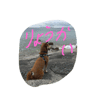 tiger is tiger（個別スタンプ：10）