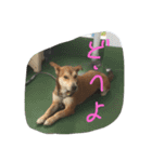 tiger is tiger（個別スタンプ：12）