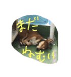 tiger is tiger（個別スタンプ：14）