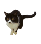 すきねこ。（個別スタンプ：1）