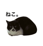 すきねこ。（個別スタンプ：2）