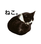 すきねこ。（個別スタンプ：3）
