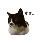 すきねこ。（個別スタンプ：4）