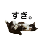 すきねこ。（個別スタンプ：5）