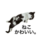 すきねこ。（個別スタンプ：6）