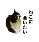 すきねこ。（個別スタンプ：7）