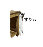 すきねこ。（個別スタンプ：9）