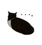 すきねこ。（個別スタンプ：11）
