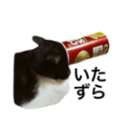 すきねこ。（個別スタンプ：12）