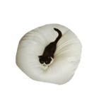 すきねこ。（個別スタンプ：15）