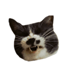 すきねこ。（個別スタンプ：16）