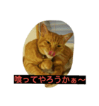 猫とチョイ兎（個別スタンプ：2）