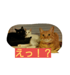 猫とチョイ兎（個別スタンプ：3）