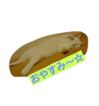 猫とチョイ兎（個別スタンプ：4）