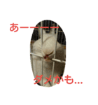 猫とチョイ兎（個別スタンプ：5）