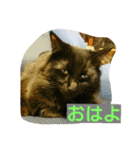 猫とチョイ兎（個別スタンプ：6）